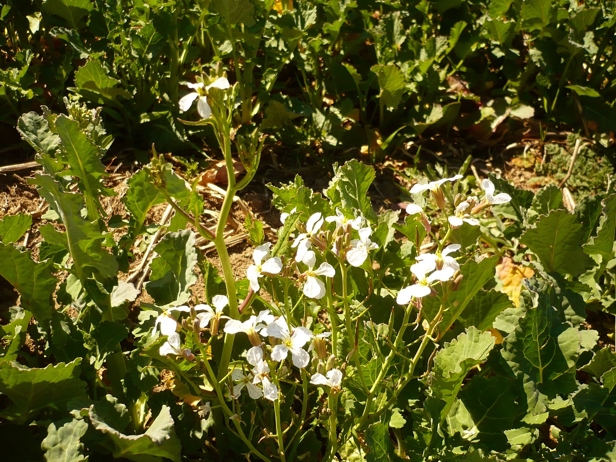 Raphanus raphanistrum subsp. raphanistrum (Brassicaceae)